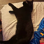 Sable is registered to the contest to win money with this photo: black_cat, cat, sleeping, pet, indoor, blanket, fabric, white_sheet, wood_floor, cozy, resting, animal, feline, fur, whiskers, paw, relaxation, domestic, cute, comfort