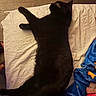 black_cat, cat, sleeping, pet, indoor, blanket, fabric, white_sheet, wood_floor, cozy, resting, animal, feline, fur, whiskers, paw, relaxation, domestic, cute, comfort