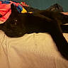 black_cat, cat, pet, animal, bed, blanket, indoor, feline, relaxed, lying_down, white_sheet, colorful_blanket, fur, whiskers, ears, eyes, domestic_animal, cozy, resting, sleepy
