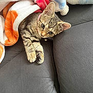 Mia joined the competition — help win amazing prizes! kitten, cat, tabby, pet, collar, blanket, couch, furniture, indoor, cute, cozy, fur, animal, resting, paw, young, small, soft, curious, relaxed