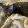 animal, bed, blanket, cat, closeup, comfortable, cozy, domestic_cat, feline, fur, indoor, napping, pet, relaxation, resting, sleeping, soft_texture, striped, tabby_cat, warm