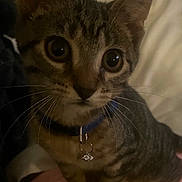 Kumi is registered to the contest to win money with this photo: animal, cat, closeup, collar, curious, cute, domestic, eyes, face, fur, indoor, kitten, pet, sitting, small, soft, striped, tabby, whiskers, young