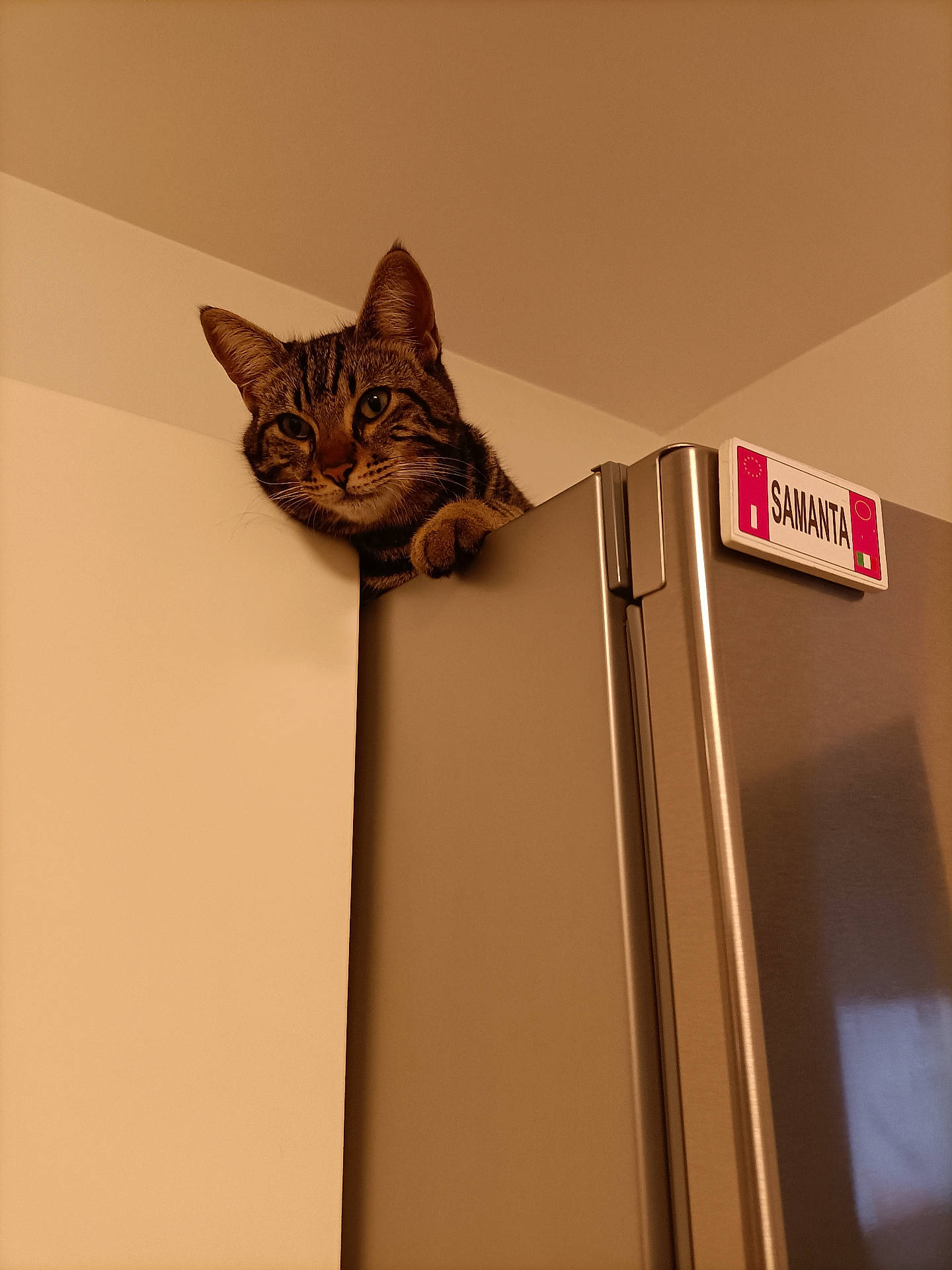 Mako participe au concours pour gagner de l'argent avec cette photo : animal, appliance, cat, corner, cozy, curious, domestic, feline, home, indoor, kitchen, lighting, looking, metal, nameplate, paw, pet, refrigerator, tabby_cat, wall