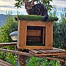 Mako a rejoint le concours — aidez-le/la à gagner de superbes lots ! animal, backyard, branch, cat, clouds, daytime, feline, green_turf, leaves, nature, outdoor, perched, pet, plants, resting, sky, sunlight, tabby_cat, tree, wooden_cat_house
