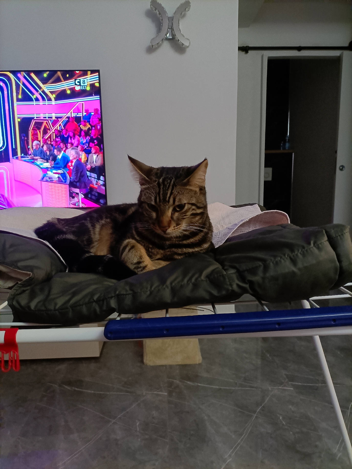 Mako participe au concours pour gagner de l'argent avec cette photo : animal, blanket, cat, cushion, drying_rack, electronics, floor, furniture, home, indoor, living_room, padded_surface, people_on_tv, pet, relaxing, resting, striped_fur, tabby_cat, television, tv_show