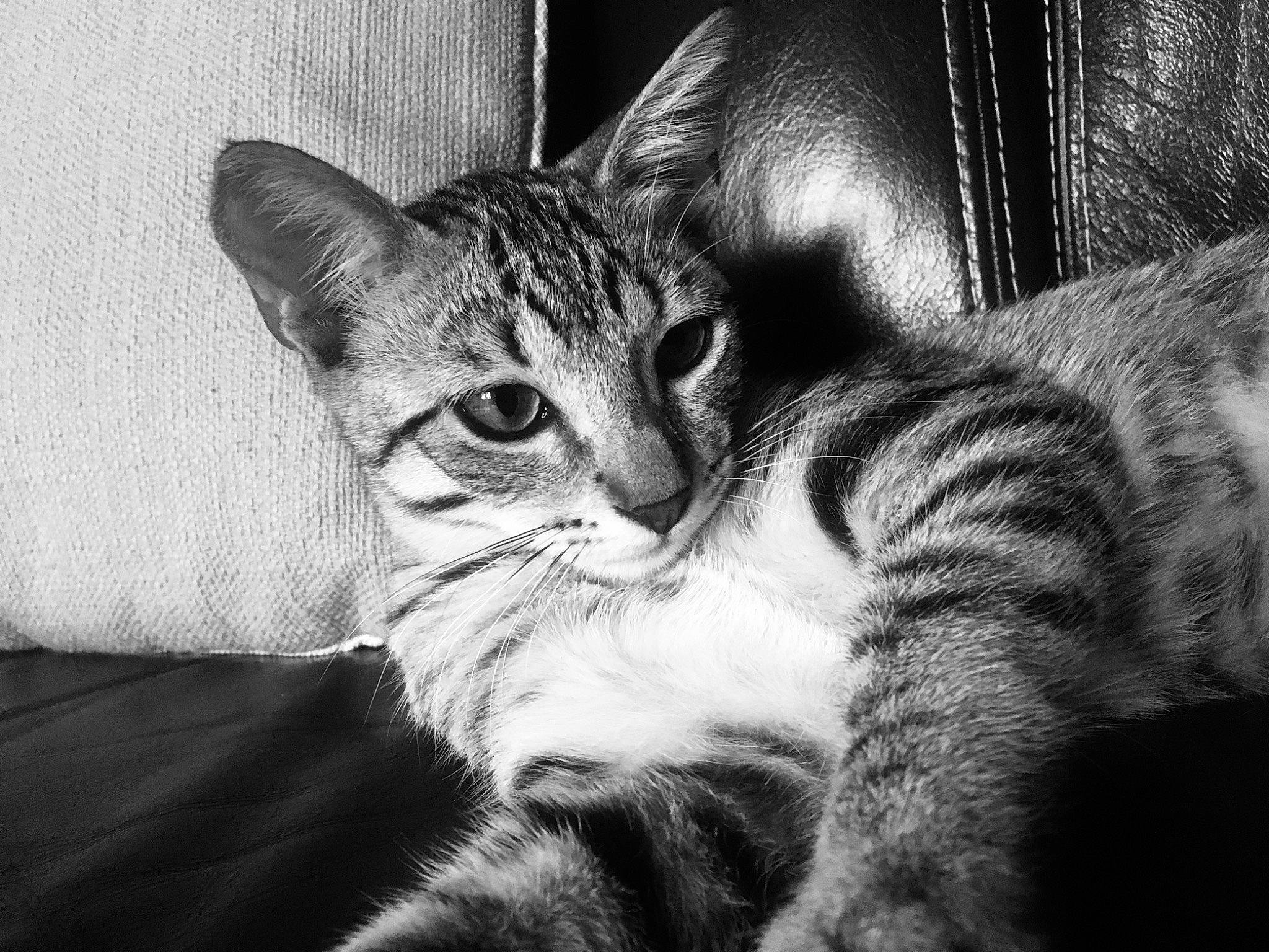 Réglisse a rejoint le concours — aidez-le/la à gagner de superbes lots ! asian, black, black_and_white, carnivore, cat, close_up, domestic_short_haired_cat, ear, eye, felidae, fur, kitten, mammal, monochrome, monochrome_photography, nose, small_to_medium_sized_cats, snout, tabby_cat, whiskers