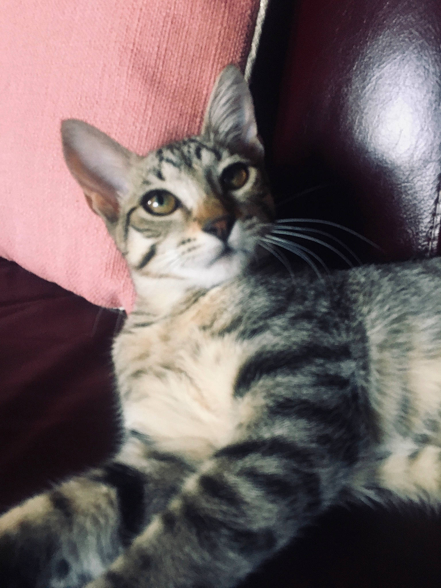 Réglisse participe au concours pour gagner de l'argent avec cette photo : american_shorthair, american_wirehair, asian, carnivore, cat, domestic_short_haired_cat, dragon_li, egyptian_mau, european_shorthair, eye, felidae, fur, kitten, mammal, small_to_medium_sized_cats, snout, sokoke, tabby_cat, vertebrate, whiskers