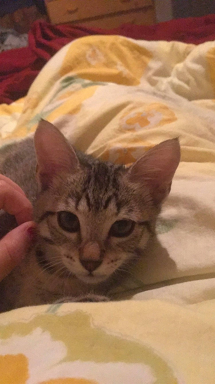 Réglisse participe au concours pour gagner de l'argent avec cette photo : aegean_cat, american_shorthair, arabian_mau, asian, australian_mist, bengal, california_spangled, carnivore, cat, domestic_short_haired_cat, dragon_li, european_shorthair, felidae, kitten, mammal, singapura, small_to_medium_sized_cats, snout, tabby_cat, whiskers