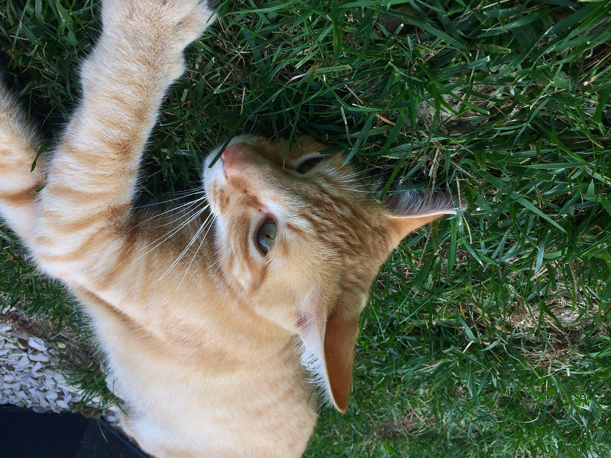 Flamby a rejoint le concours — aidez-le/la à gagner de superbes lots ! aegean_cat, carnivore, cat, domestic_short_haired_cat, ear, european_shorthair, fawn, felidae, fur, german_rex, grass, organism, plant, small_to_medium_sized_cats, snout, tabby_cat, tail, tree, whiskers, wild_cat