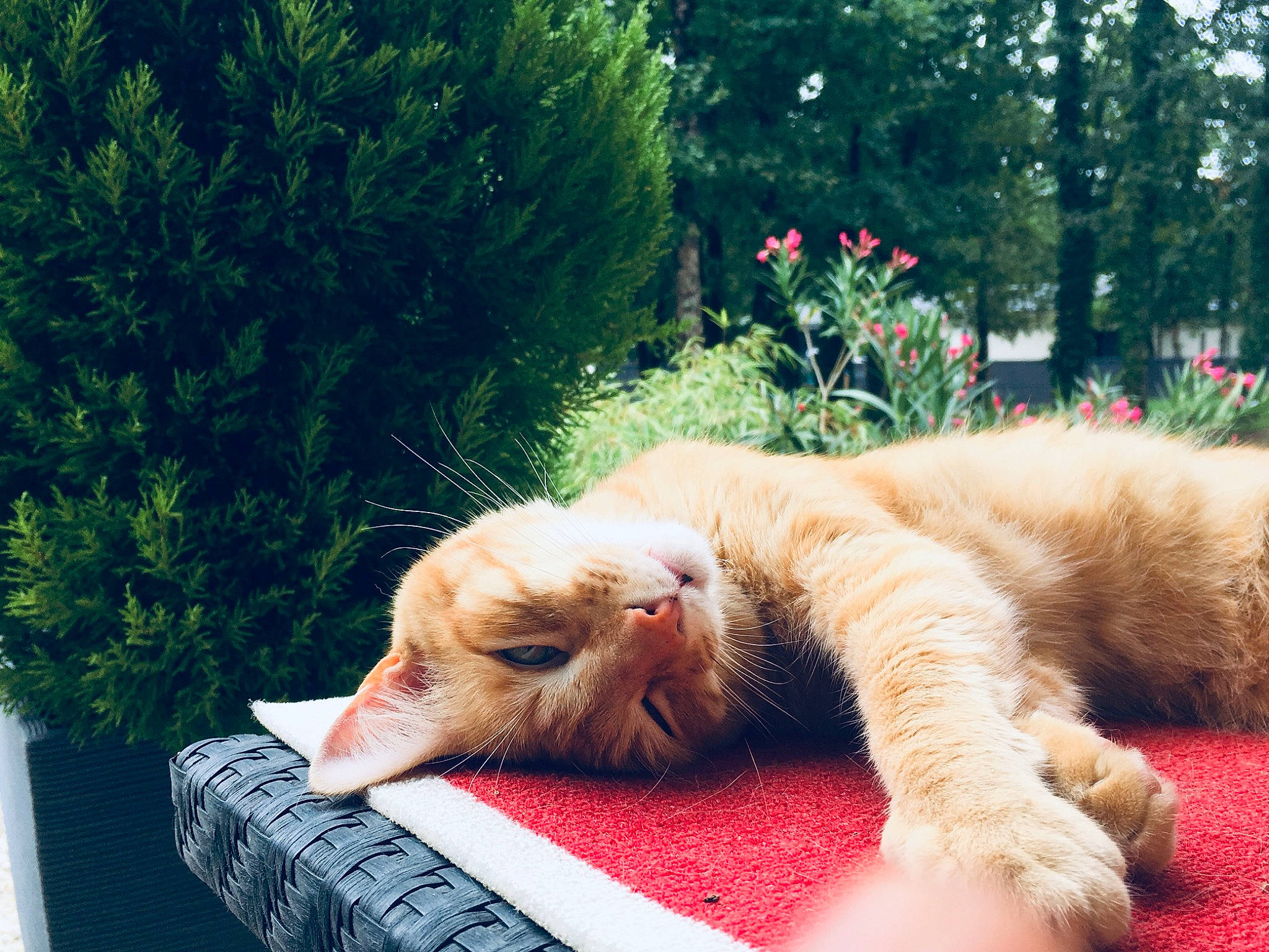 Flamby participe au concours pour gagner de l'argent avec cette photo : canidae, carnivore, companion_dog, dog, dog_breed, fur, golden_retriever, grass, mammal, nap, nose, plant, puppy, retriever, snout, sporting_group, summer, tree, vacation, whiskers