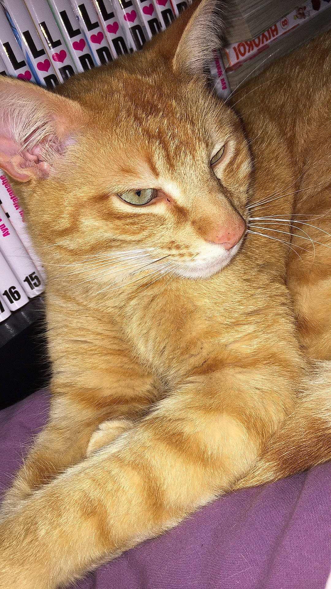 Flamby participe au concours pour gagner de l'argent avec cette photo : arabian_mau, asian, australian_mist, carnivore, cat, chausie, domestic_short_haired_cat, european_shorthair, fawn, felidae, fur, kitten, mammal, small_to_medium_sized_cats, snout, somali, tabby_cat, tail, vertebrate, whiskers