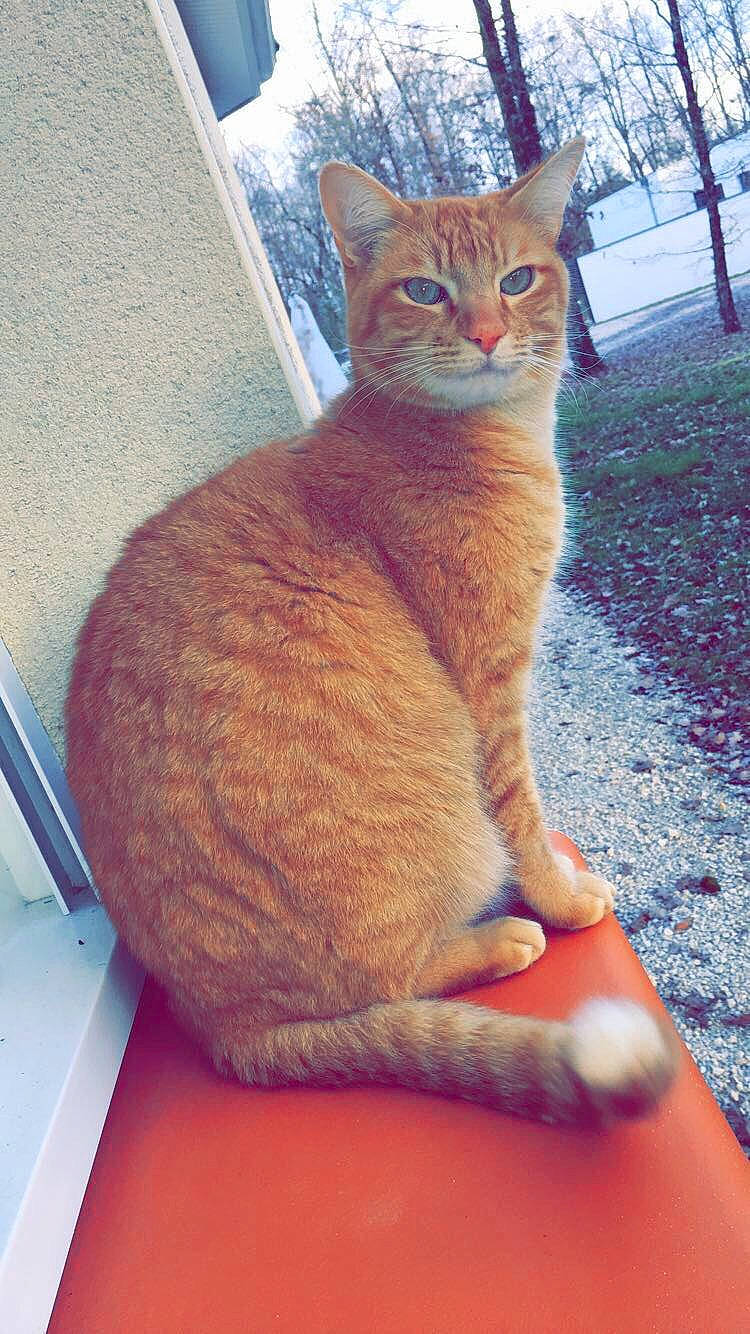 Flamby participe au concours pour gagner de l'argent avec cette photo : abyssinian, aegean_cat, american_wirehair, arabian_mau, asian, australian_mist, carnivore, cat, chausie, domestic_short_haired_cat, european_shorthair, fawn, felidae, german_rex, kitten, mammal, small_to_medium_sized_cats, tabby_cat, vertebrate, whiskers