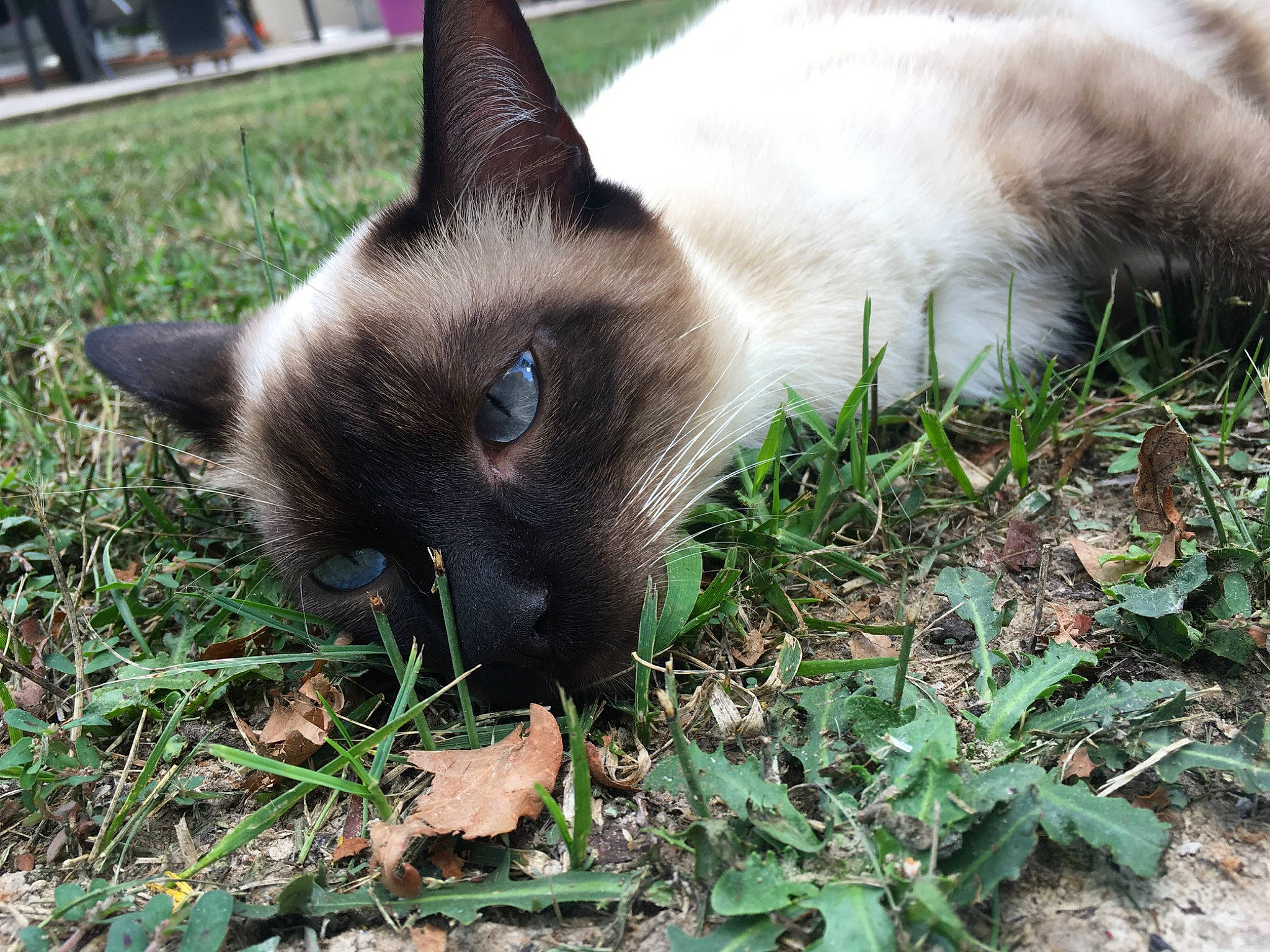 Fripon a rejoint le concours — aidez-le/la à gagner de superbes lots ! balinese, birman, burmese, carnivore, cat, eye, felidae, grass, himalayan, kitten, mammal, plant, ragdoll, siamese, small_to_medium_sized_cats, snout, snowshoe, thai, tonkinese, whiskers