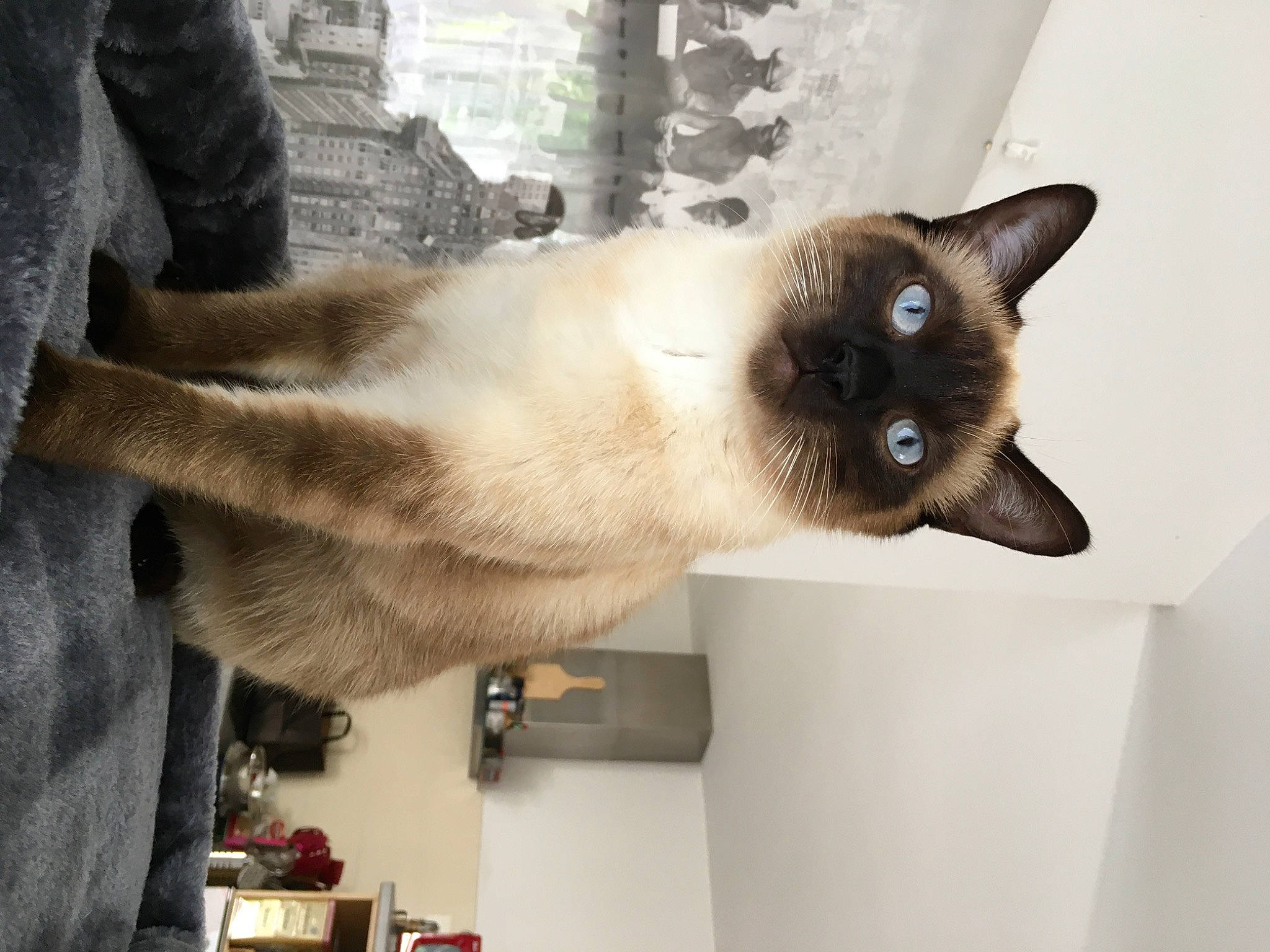 Fripon a rejoint le concours — aidez-le/la à gagner de superbes lots ! balinese, birman, burmese, carnivore, cat, fawn, felidae, fur, himalayan, kitten, mammal, ojos_azules, siamese, small_to_medium_sized_cats, snout, snowshoe, tail, thai, tonkinese, whiskers