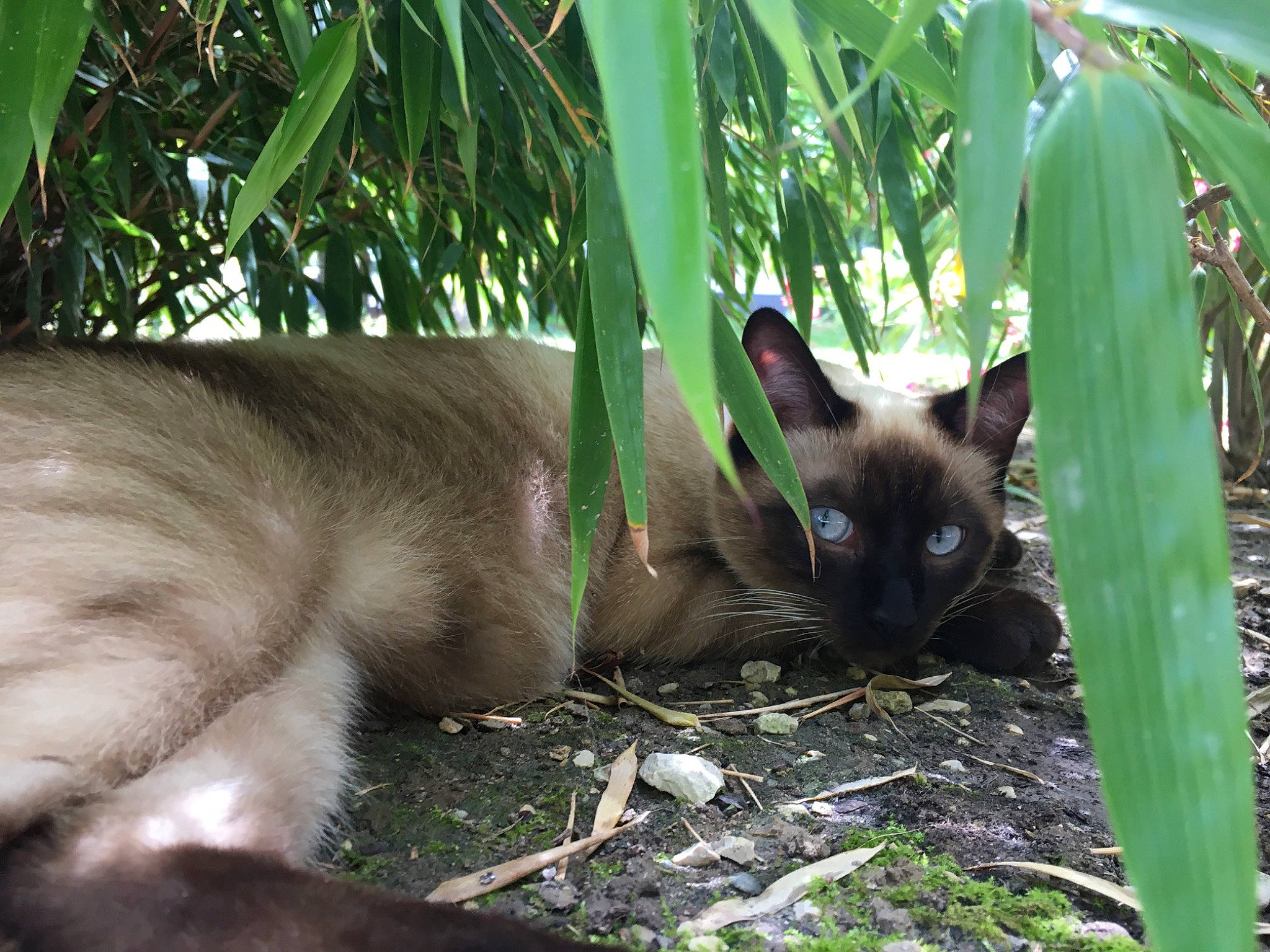Fripon participe au concours pour gagner de l'argent avec cette photo : balinese, carnivore, cat, fawn, felidae, grass, plant, thai, tonkinese, whiskers, wildlife