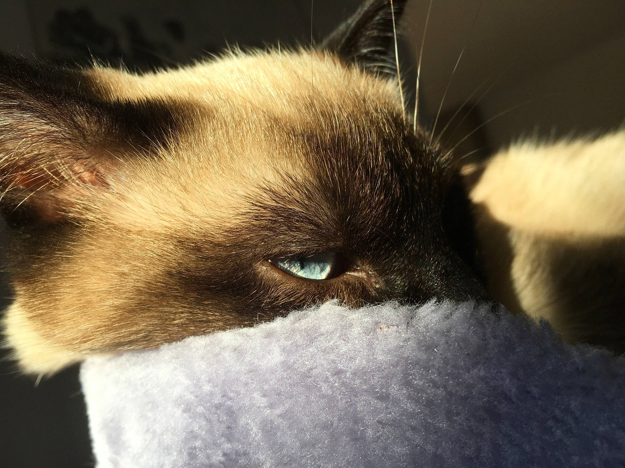 Fripon a rejoint le concours — aidez-le/la à gagner de superbes lots ! balinese, carnivore, cat, claw, close_up, ear, eye, felidae, fur, kitten, nose, ojos_azules, paw, polydactyl_cat, sky, small_to_medium_sized_cats, snout, snowshoe, tail, whiskers