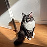 cat, black_and_white, green_eyes, sunlight, shadow, wooden_floor, indoor, pet, feline, sitting, curious, wall, texture, sunbeam, domestic_animal, animal, fur, whiskers, tail, bright_light
