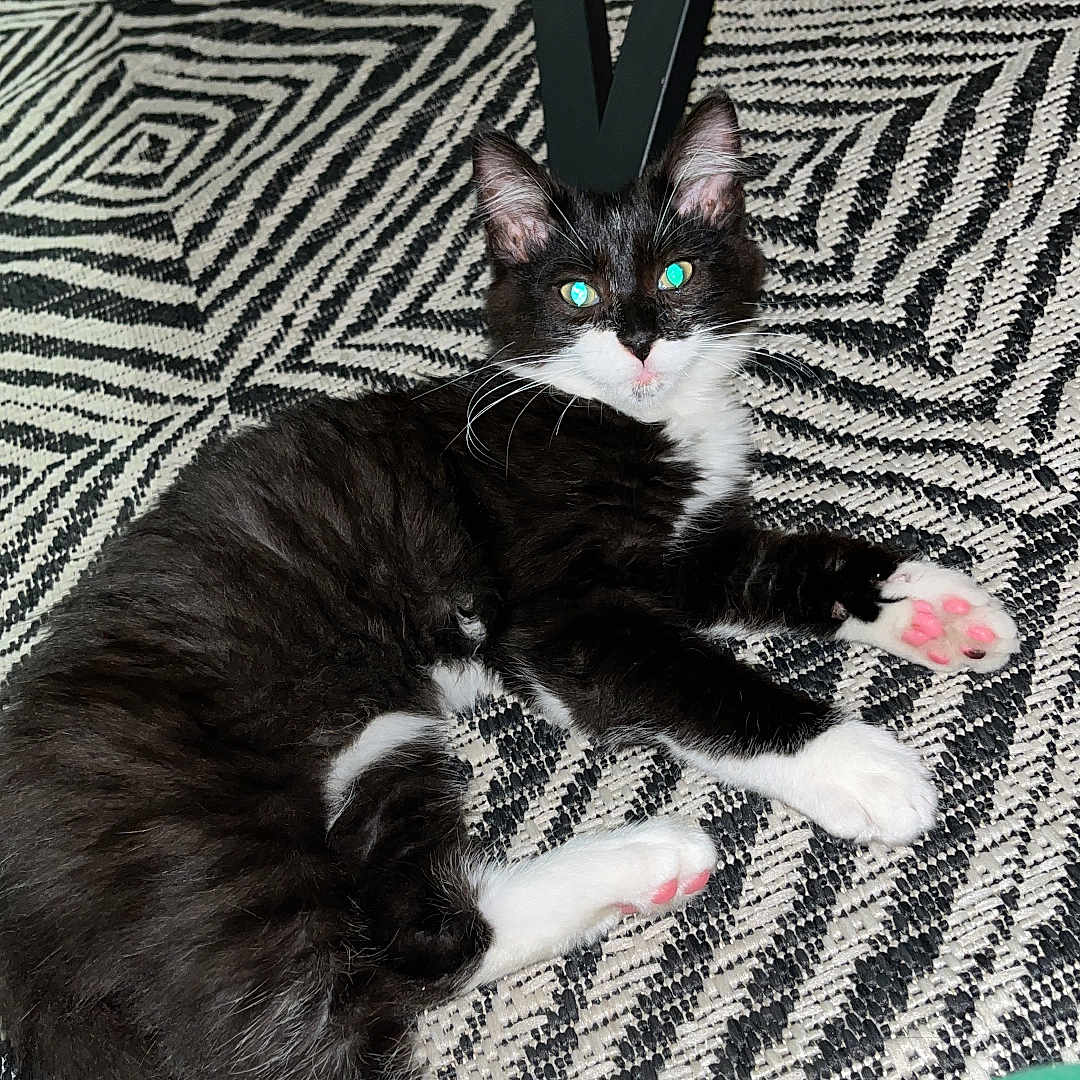 Brigand participe au concours pour gagner de l'argent avec cette photo : abyssinian, accessories, animal, cat, clothing, couch, footwear, furniture, hardwood, homedecor, kitten, machine, manx, pet, plywood, rug, shoe, spoke, strap, wood