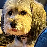 Ben Quest is registered to the contest to win money with this photo: dog, pet, fluffy, fur, indoor, closeup, cute, animal, canine, relaxed, sitting, collar, portrait, companion, friendly, domestic, mammal, furry, paw, snout