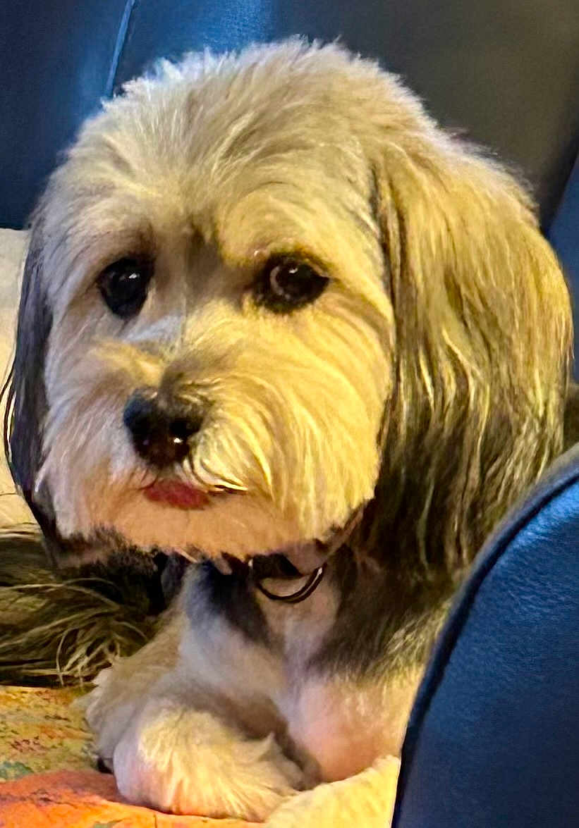 Ben Quest is registered to the contest to win money with this photo: dog, pet, fluffy, fur, indoor, closeup, cute, animal, canine, relaxed, sitting, collar, portrait, companion, friendly, domestic, mammal, furry, paw, snout