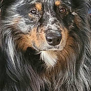 Punalu'U joined the competition — help win amazing prizes! animal, black, brown, canine, close_up, companion, dog, domestic_animal, eyes, face, fluffy, fur, long_hair, looking_away, muzzle, pet, portrait, snout, whiskers, white