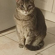 Tigris a rejoint le concours — aidez-le/la à gagner de superbes lots ! cat, tabby_cat, pet, animal, indoor, floor, tile_floor, kitchen, cabinet, fur, whiskers, tail, sitting, looking, curious, domestic_cat, mammal, cute, feline, portrait
