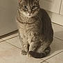 cat, tabby_cat, pet, animal, indoor, floor, tile_floor, kitchen, cabinet, fur, whiskers, tail, sitting, looking, curious, domestic_cat, mammal, cute, feline, portrait