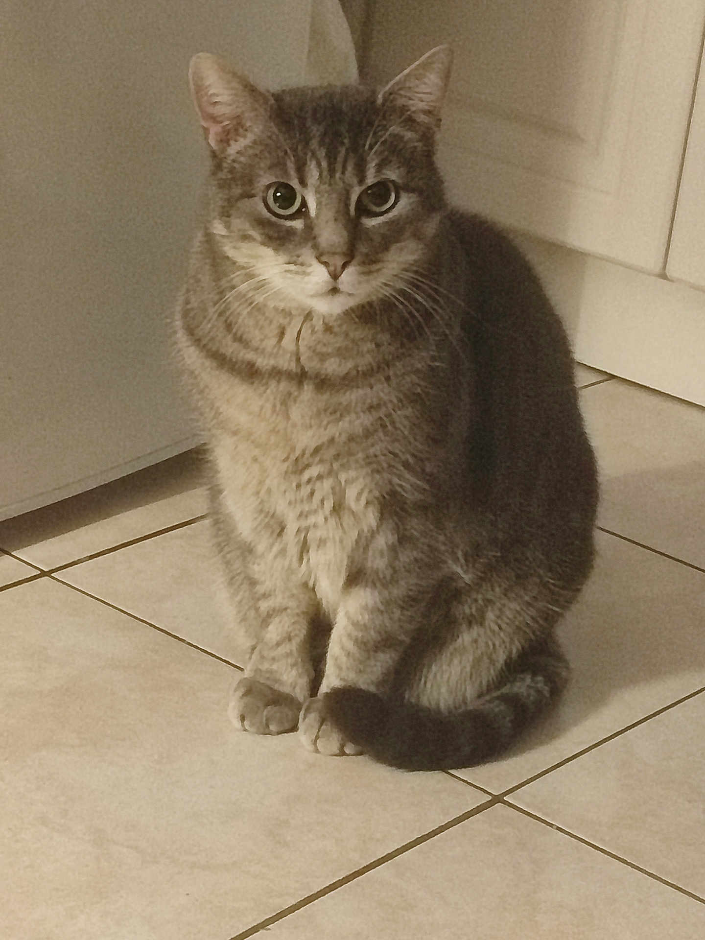 Tigris a rejoint le concours — aidez-le/la à gagner de superbes lots ! cat, tabby_cat, pet, animal, indoor, floor, tile_floor, kitchen, cabinet, fur, whiskers, tail, sitting, looking, curious, domestic_cat, mammal, cute, feline, portrait