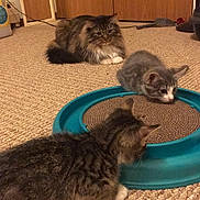 Riley joined the competition — help win amazing prizes! cat, kitten, pet, indoor, carpet, toy, curious, feline, brown, gray, striped, fur, whiskers, ears, paws, resting, wooden_door, home, domestic, animal