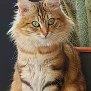 Boulette a rejoint le concours — aidez-le/la à gagner de superbes lots ! cat, fluffy, green_eyes, indoor, plant, cactus, feline, pet, fur, whiskers, portrait, sitting, closeup, cute, tabby, striped, animal, domestic, adorable, mammal