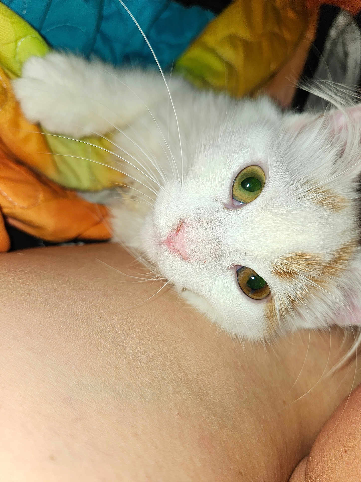 Perla