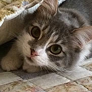 Chloe is registered to the contest to win money with this photo: cat, gray_cat, white_cat, pet, animal, feline, close_up, face, whiskers, ears, bed, quilt, fabric, pattern, indoor, cute, curious, resting, cozy, soft