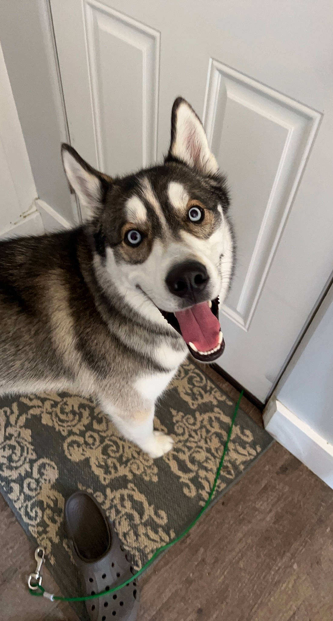 Benson is registered to the contest to win money with this photo: art, canidae, canis, carnivore, companion_dog, dog, dog_breed, flooring, fur, jaw, siberian_husky, sled_dog, snout, sporting_group, tableware, terrestrial_animal, whiskers, wood, working_animal, working_dog