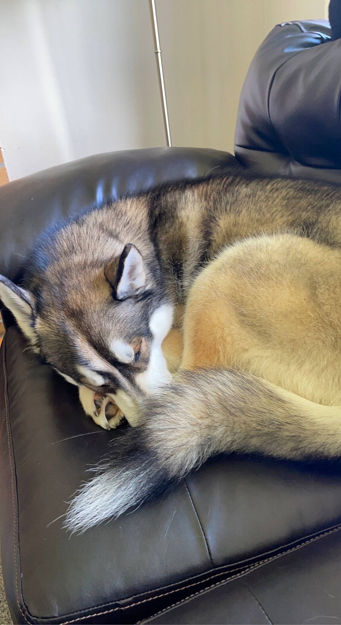 Benson joined the competition — help win amazing prizes! canidae, carnivore, claw, comfort, companion_dog, dog, dog_breed, domestic_short_haired_cat, fawn, felidae, fur, nap, paw, small_to_medium_sized_cats, snout, sporting_group, tail, terrestrial_animal, whiskers, wildlife