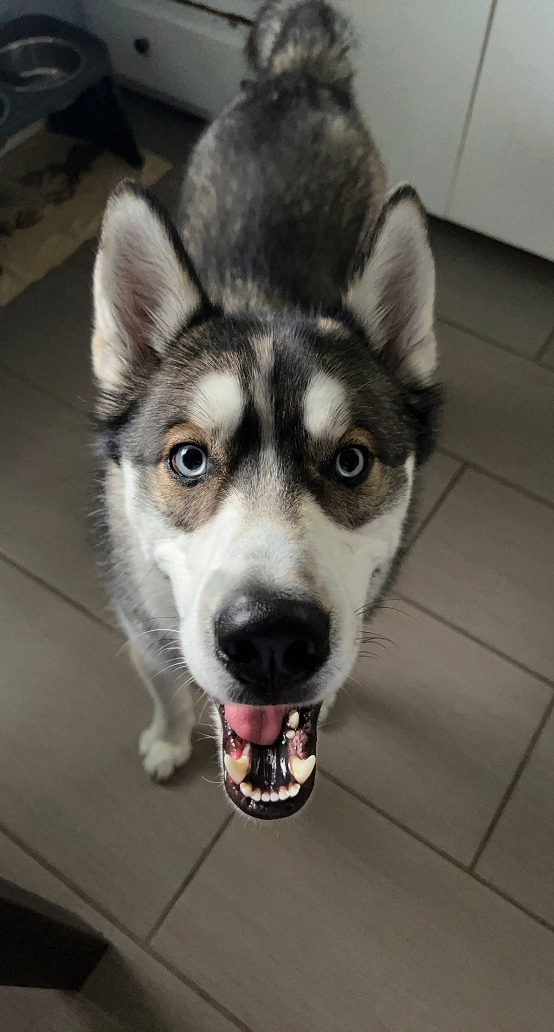 Benson joined the competition — help win amazing prizes! ancient_dog_breeds, canidae, canis, carnivore, companion_dog, dog, dog_breed, fur, happy, jaw, non_sporting_group, paw, selfie, siberian_husky, sled_dog, snout, sporting_group, whiskers, working_animal, working_dog