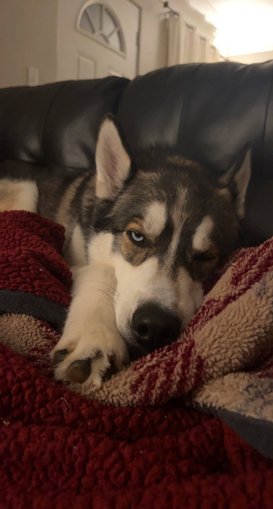 Benson is registered to the contest to win money with this photo: canidae, canis, carnivore, comfort, companion_dog, couch, dog, dog_breed, flooring, fur, siberian_husky, sled_dog, snout, sporting_group, terrestrial_animal, whiskers, wildlife, wolf, working_animal, working_dog