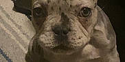 Lilo joined the competition — help win amazing prizes! animal, carpet, companion, cute, dog, domestic, ears, face, french_bulldog, fur, indoor, looking, mammal, pet, puppy, sitting, small, spotted, striped_rug, young