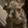 animal, carpet, companion, cute, dog, domestic, ears, face, french_bulldog, fur, indoor, looking, mammal, pet, puppy, sitting, small, spotted, striped_rug, young