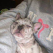 Lilo is registered to the contest to win money with this photo: adorable, animal, closeup, companion, cozy, cute, dog, domestic_animal, fur, grey_sweatshirt, indoor, pet, pink_bow, puppy, relaxed, resting, sleeping, snuggled, spotted, young