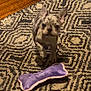 Lilo joined the competition — help win amazing prizes! animal, black, bone, brown, cute, dog, ears, floor, indoor, patterned_rug, pet, pet_toy, playful, puppy, rug, small_dog, spotted, toy, white, wood_floor