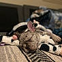 Lilo is registered to the contest to win money with this photo: animal, bedroom, brindle, closeup, cow_print, cozy, cute, dog, ear, french_bulldog, indoor, nose, paw, pet, plush_toy, puppy, resting, rug, sleeping, toy