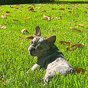 Lilo is registered to the contest to win money with this photo: animal, backyard, canine, cute, daytime, dog, french_bulldog, grass, greenery, lawn, leaves, looking_back, nature, outdoor, pet, puppy, relaxing, summer, sunlight, young_dog