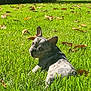 animal, backyard, canine, cute, daytime, dog, french_bulldog, grass, greenery, lawn, leaves, looking_back, nature, outdoor, pet, puppy, relaxing, summer, sunlight, young_dog