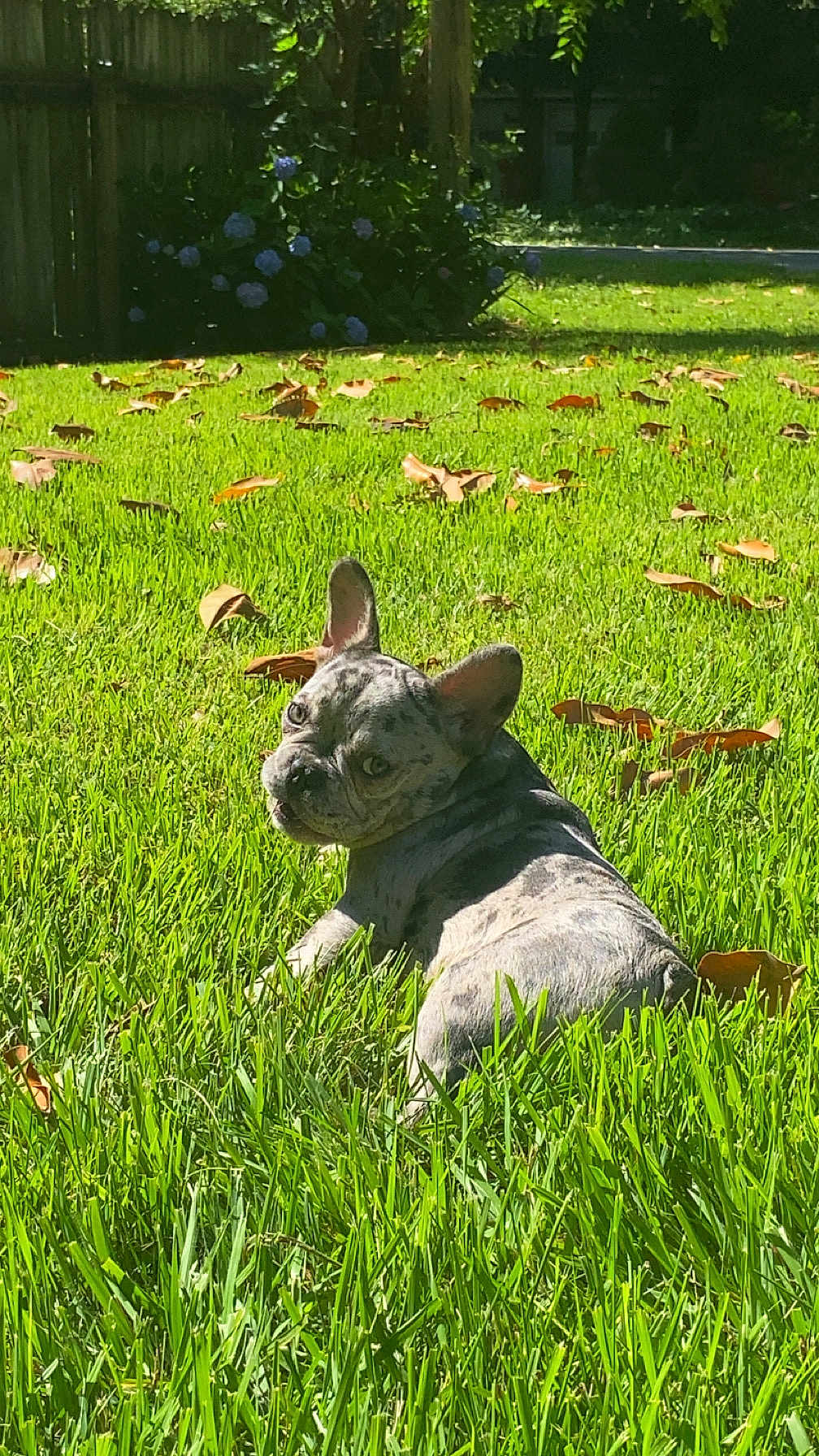 Lilo
