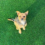 Belle joined the competition — help win amazing prizes! dog, small_dog, grass, greenery, outdoor, pet, animal, canine, ears, collar, fur, cute, looking_up, sitting, sunlight, nature, adorable, playful, friendly, companion