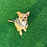 dog, small_dog, grass, greenery, outdoor, pet, animal, canine, ears, collar, fur, cute, looking_up, sitting, sunlight, nature, adorable, playful, friendly, companion