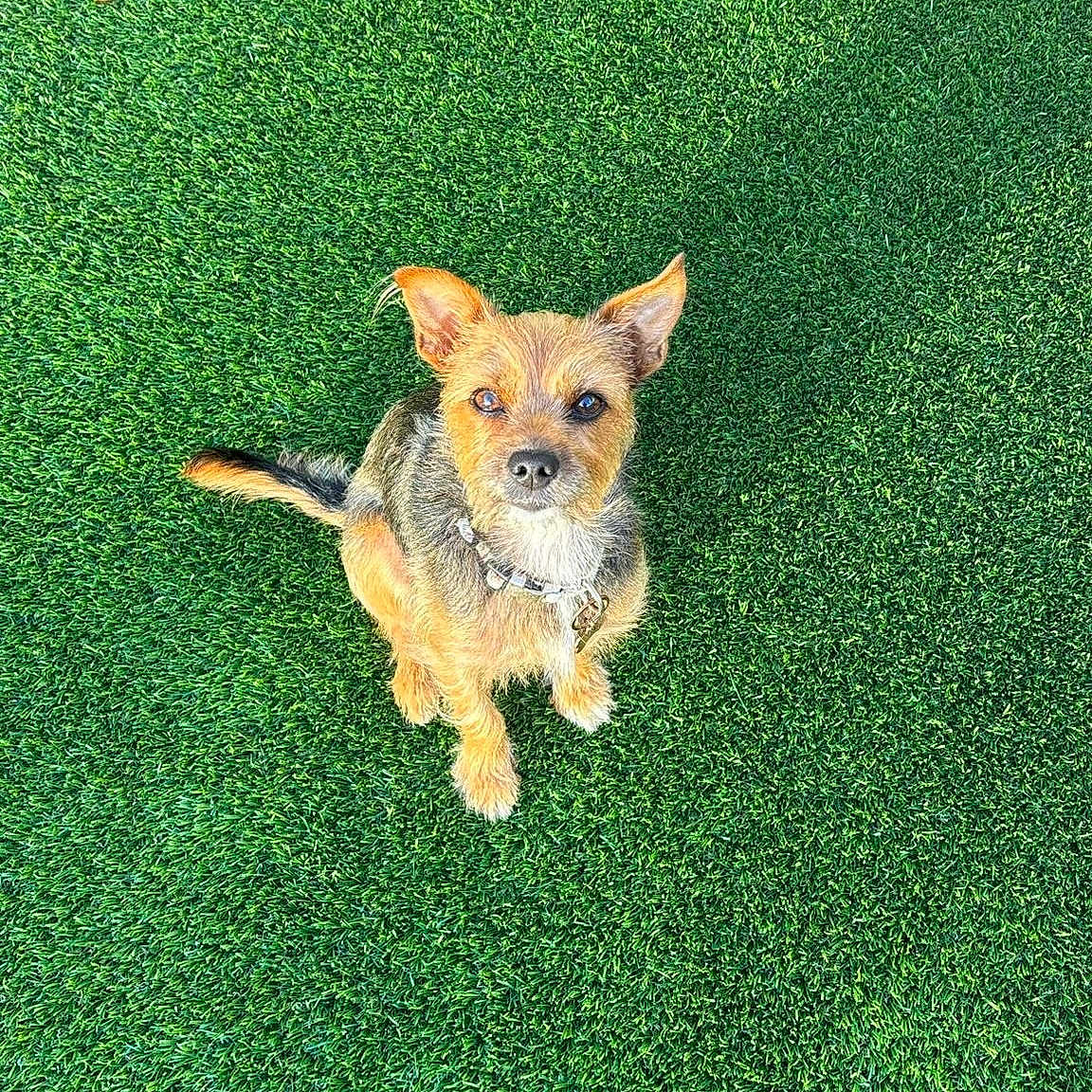 Belle