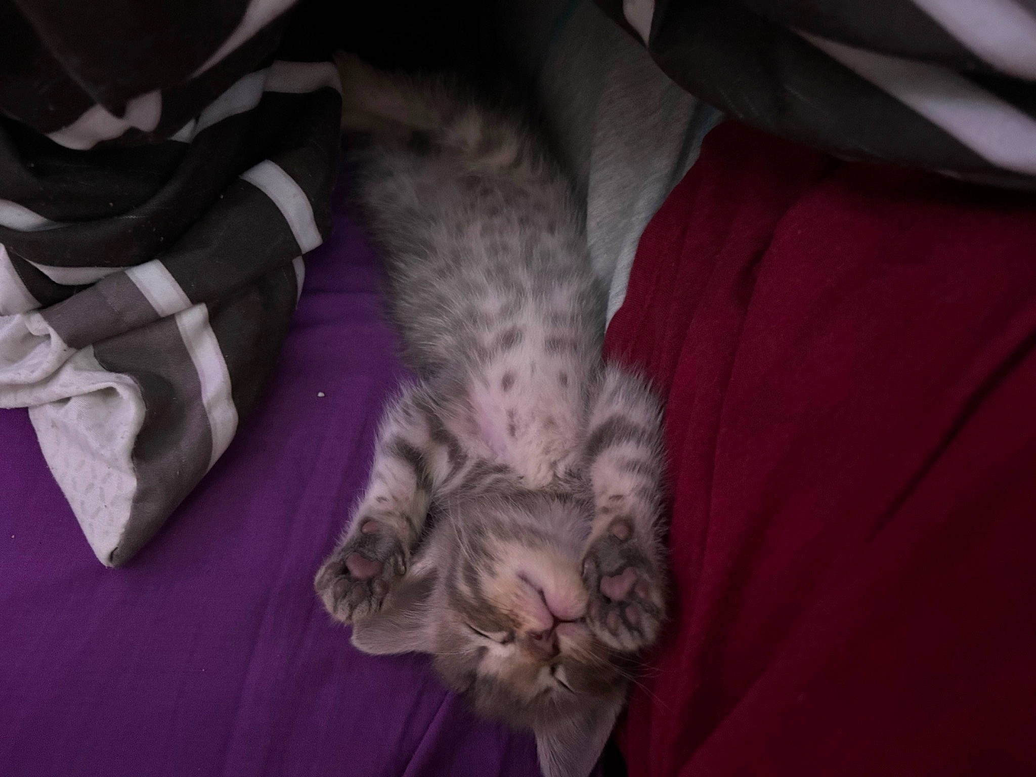 Zoe is registered to the contest to win money with this photo: bed, canidae, carnivore, cat, claw, comfort, darkness, domestic_short_haired_cat, felidae, fur, grey, linens, magenta, nap, paw, sleep, small_to_medium_sized_cats, snout, tail, whiskers