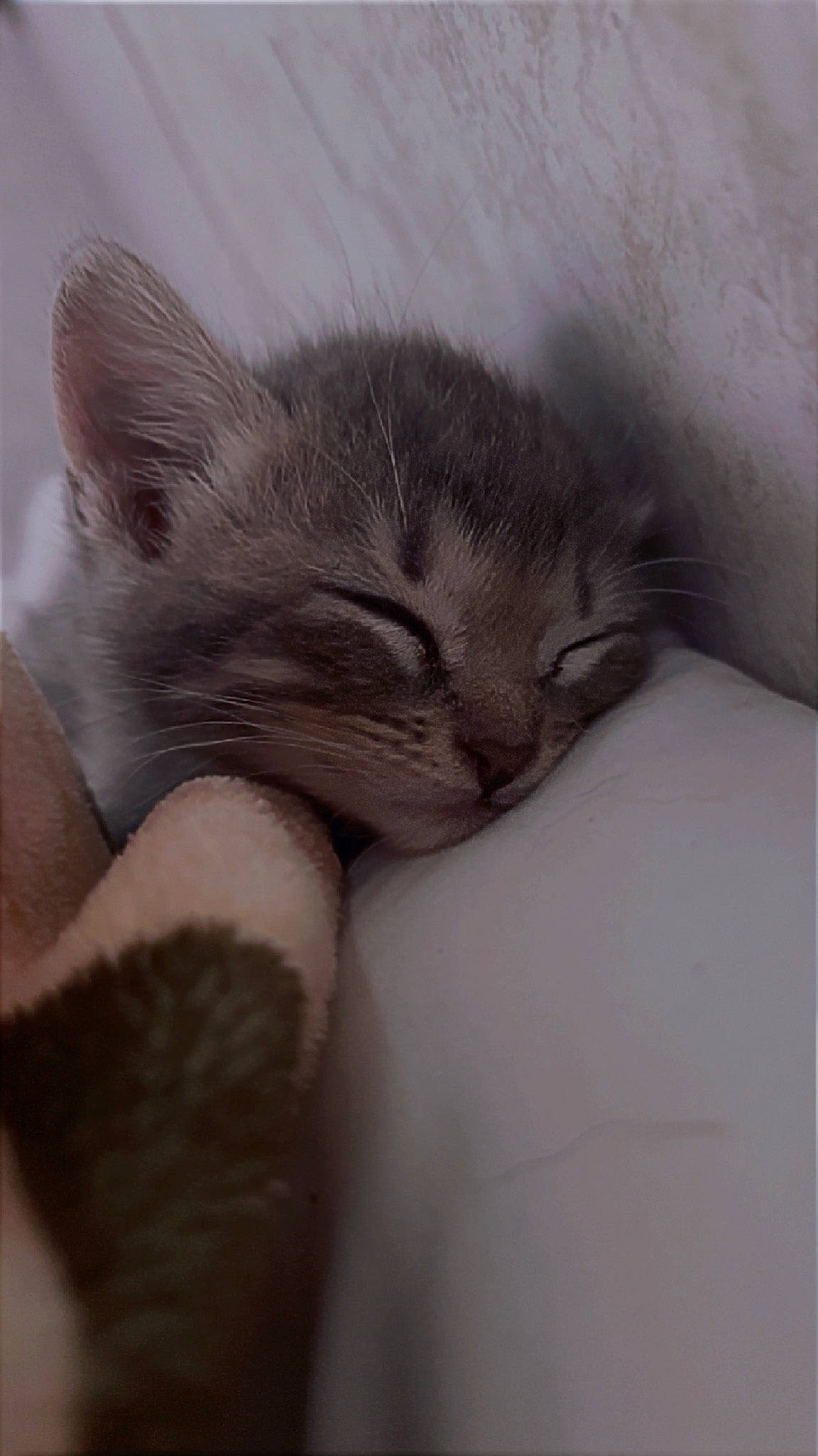 Zoe joined the competition — help win amazing prizes! carnivore, cat, cat_bed, claw, comfort, domestic_short_haired_cat, fawn, felidae, fur, grey, nap, paw, sleep, small_to_medium_sized_cats, snout, tail, terrestrial_animal, whiskers