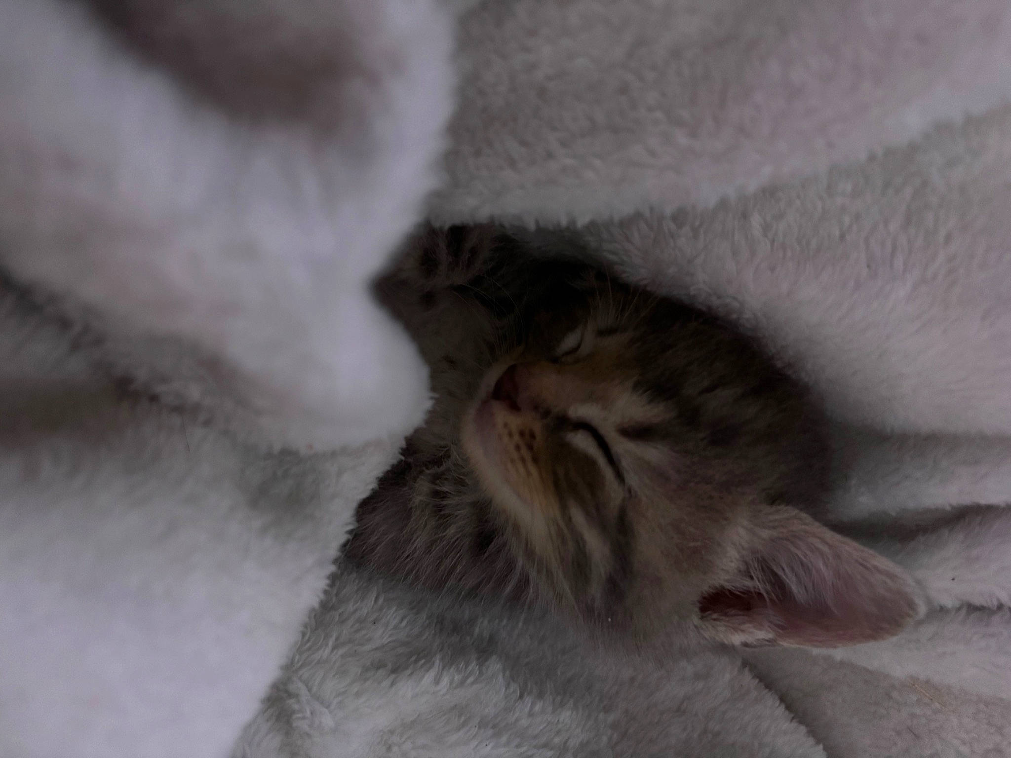 Zoe joined the competition — help win amazing prizes! carnivore, cat, claw, comfort, domestic_short_haired_cat, fawn, felidae, fur, grey, linens, monochrome_photography, nap, paw, sleep, small_to_medium_sized_cats, snout, tail, whiskers